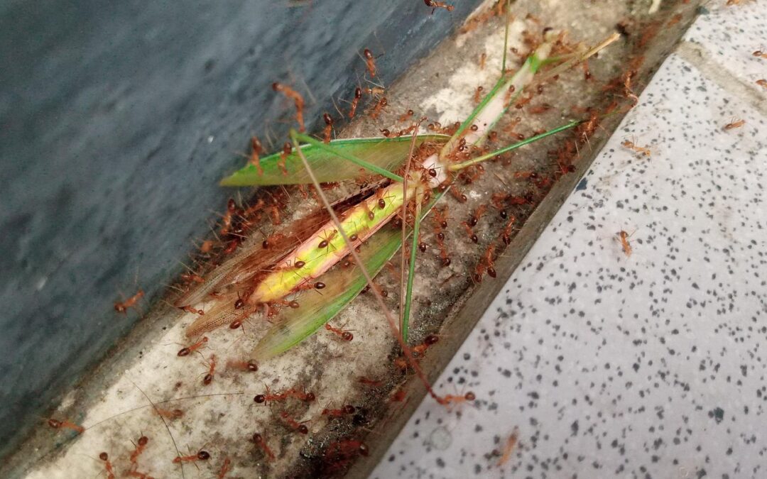 Pelatihan Pertanian Berkelanjutan oleh PKK untuk Warga Cempaka Putih Barat
